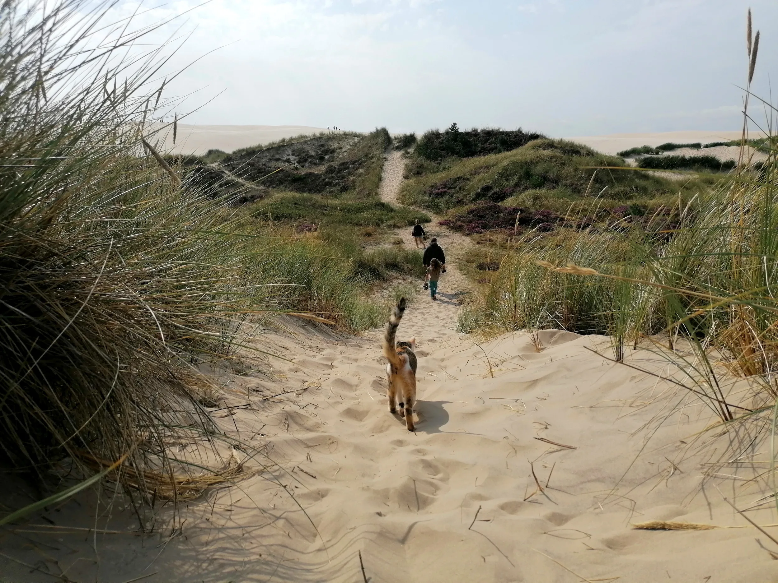 Dune mobile Rabjerg Mile, Danemark